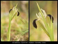 Iris-tuberosa